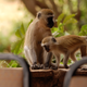 Illustration for article titled Out of Africa. Monkey Business.